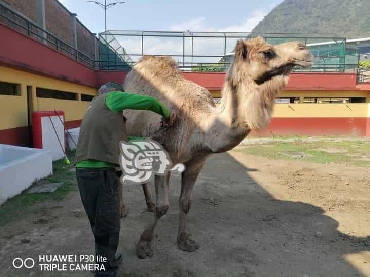 ‘Altas temperaturas no han afectado a animales en UMA de Orizaba’, aseguran