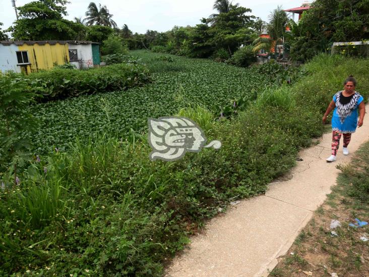 Alerta: Ante las lluvias por  “Agatha”, canales de Coatza llenos de lirio y basura