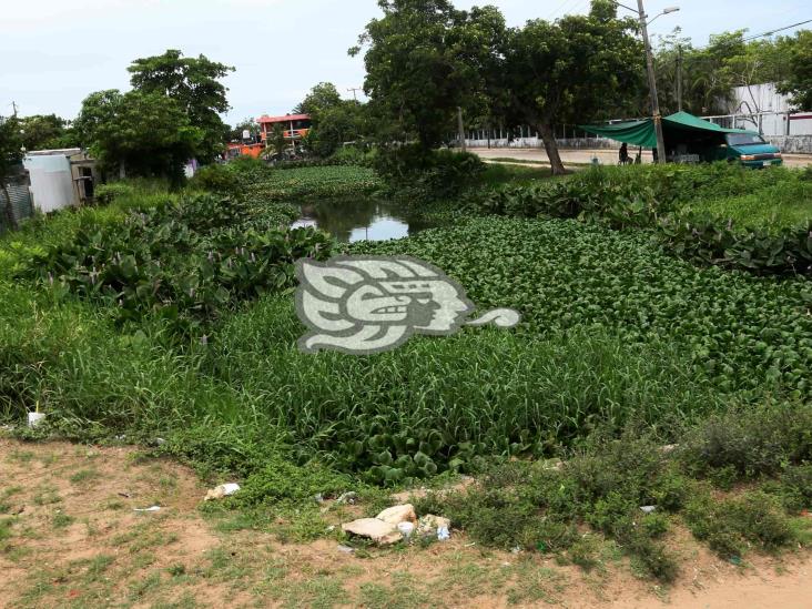 Alerta: Ante las lluvias por  “Agatha”, canales de Coatza llenos de lirio y basura