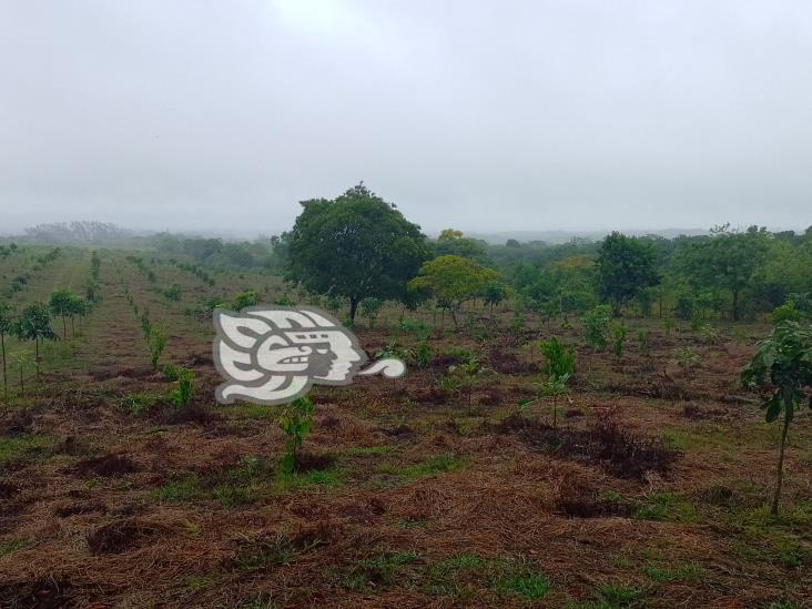 Agricultores de Agua Dulce agradecen lluvias tras meses de sequía