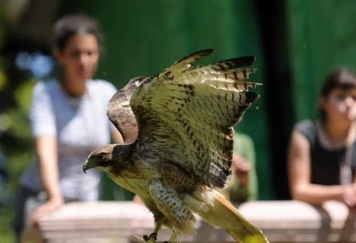 Desalojo del Museo de la Fauna, herencia de Elizabeth Morales; Ahued respeta fallo