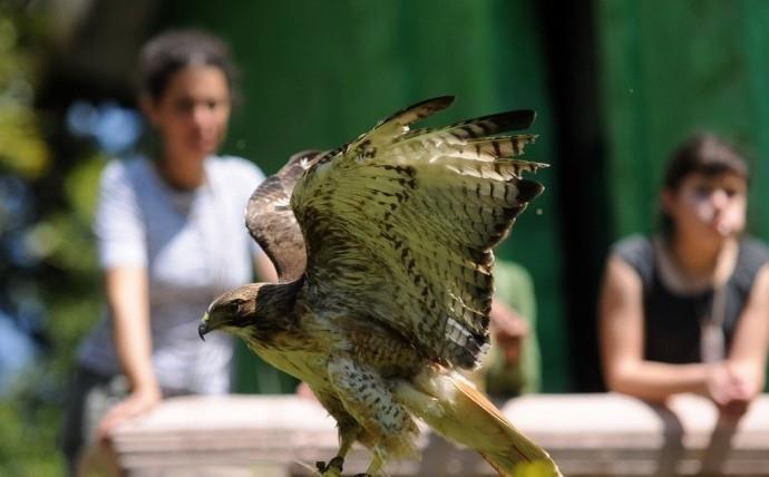 Retiro de fauna del Macuiltépetl fue por una orden judicial: Ahued