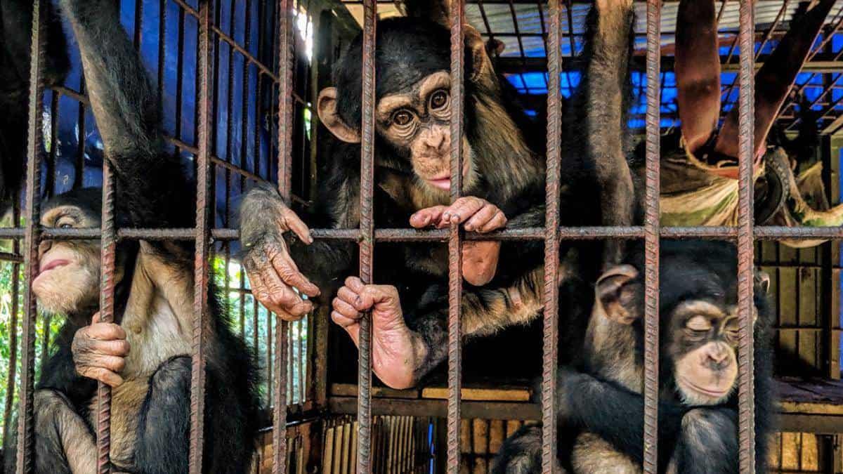 Catalogo genómico acabará con el tráfico ilegal de chimpancés