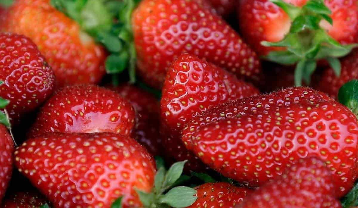 Investigan brote de hepatitis A por fresas mexicanas en EU y Canadá