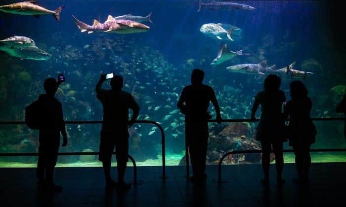 Preparan inversión para remodelación del Acuario y la plaza