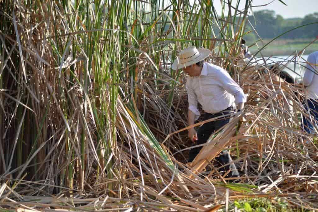 Pondrán queja por remoción de vegetación natural en limpia de la Laguna de San Julián