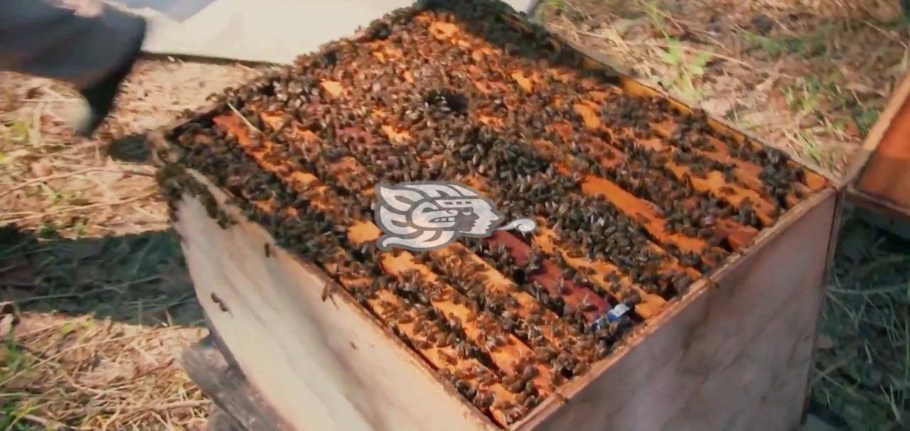 Abejas atacaron a un hombre con al menos 150 piquetes en diferentes partes del cuerpo