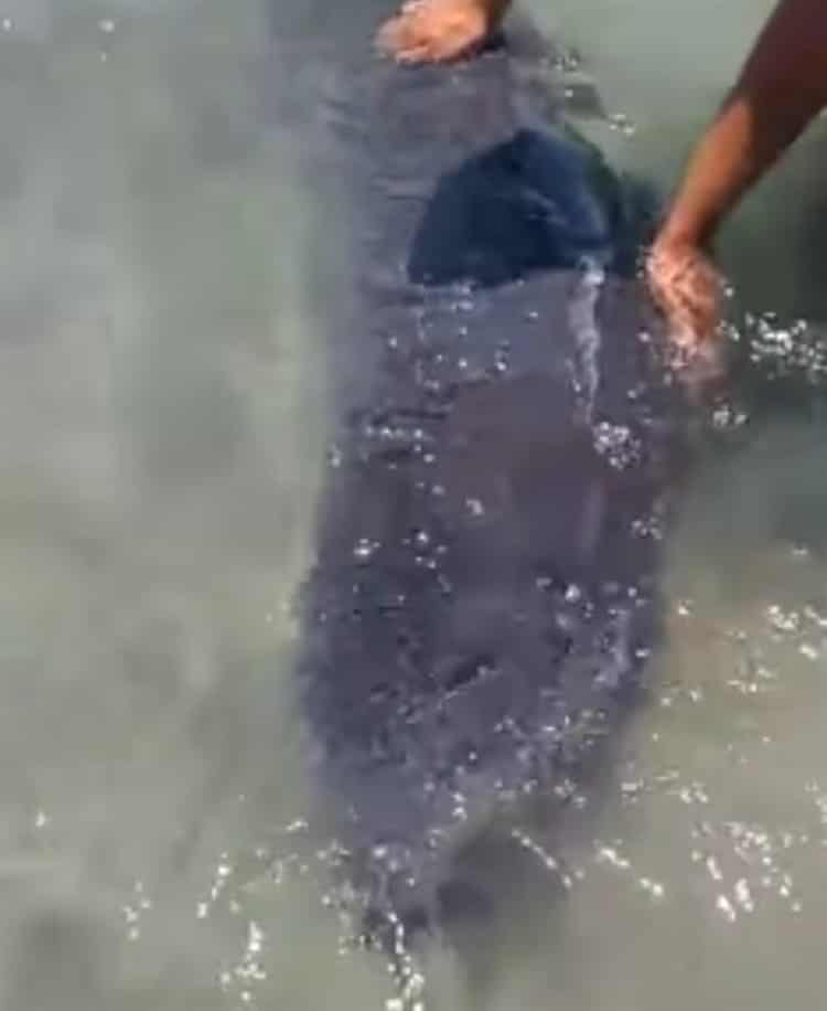 Encuentran muerta a orca pigmea en orillas de la Playa de Chachalacas, Veracruz