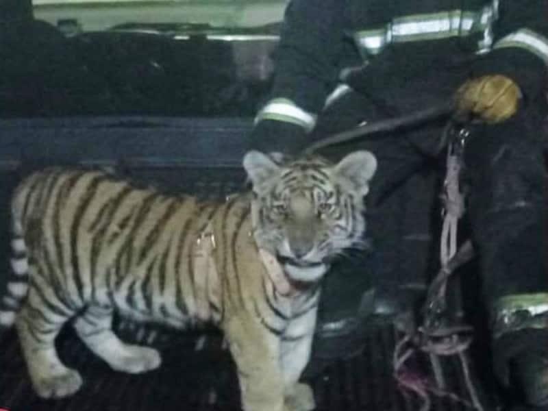 ¡Insólito! Abandonan a tigre de bengala en una vivienda en construcción (+video)