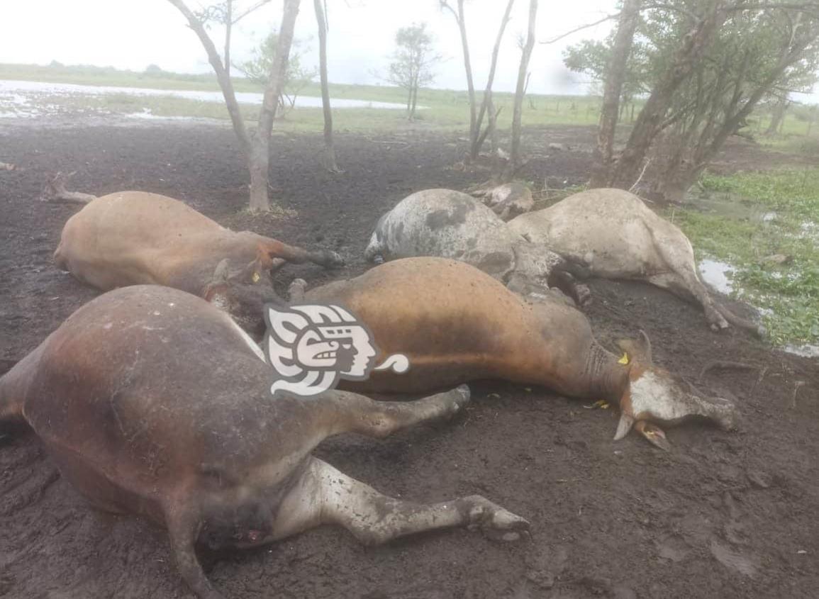 Alerta, tormentas eléctricas matan a ganado en el Sur  (+Vídeo)