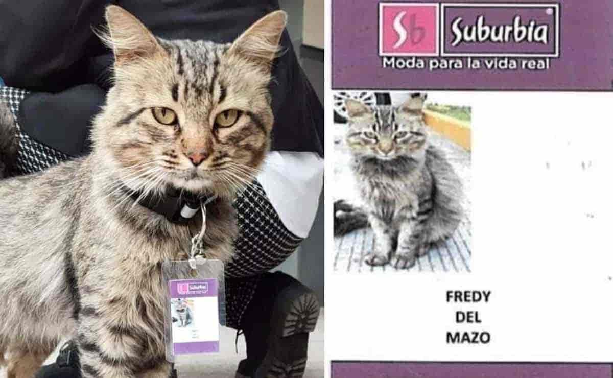 ¡Ternurita! Tienda departamental ‘contrata’ a gatito; pasó en México