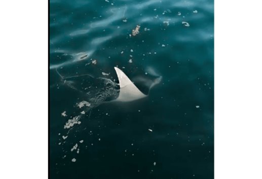 Aparece mantarraya en el malecón de Veracruz (+Video)
