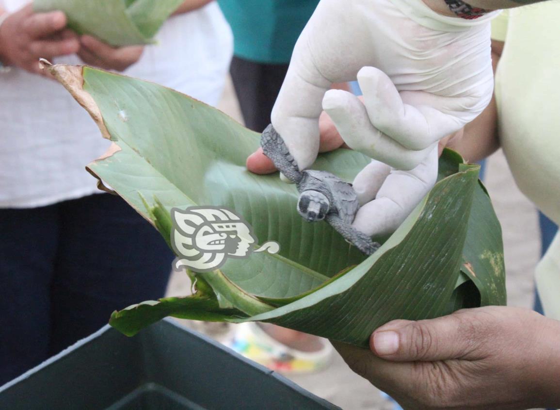 Fundación habría lucrado con liberación de tortugas en Agua Dulce