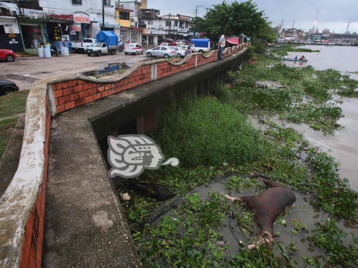 Se adelantaron lluvias; advierten más escurrimientos en ríos Uxpanapa y Coatza