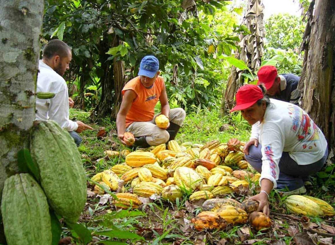 Ferrero de México buscará recuperar la siembra de cacao en Chiapas