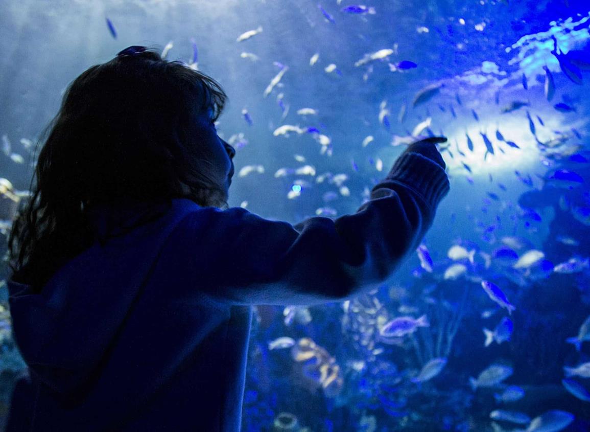 Tiembla, Aquarium; en la CDMX habrá un nuevo mega acuario