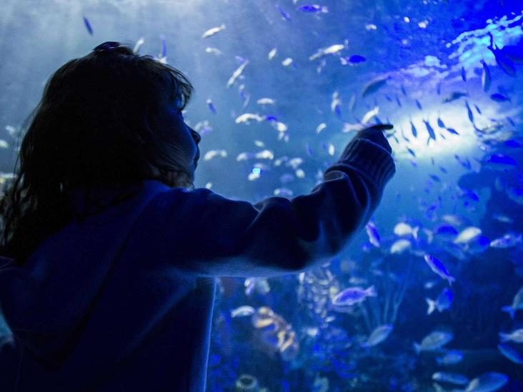 Tiembla, Aquarium; en la CDMX habrá un nuevo mega acuario