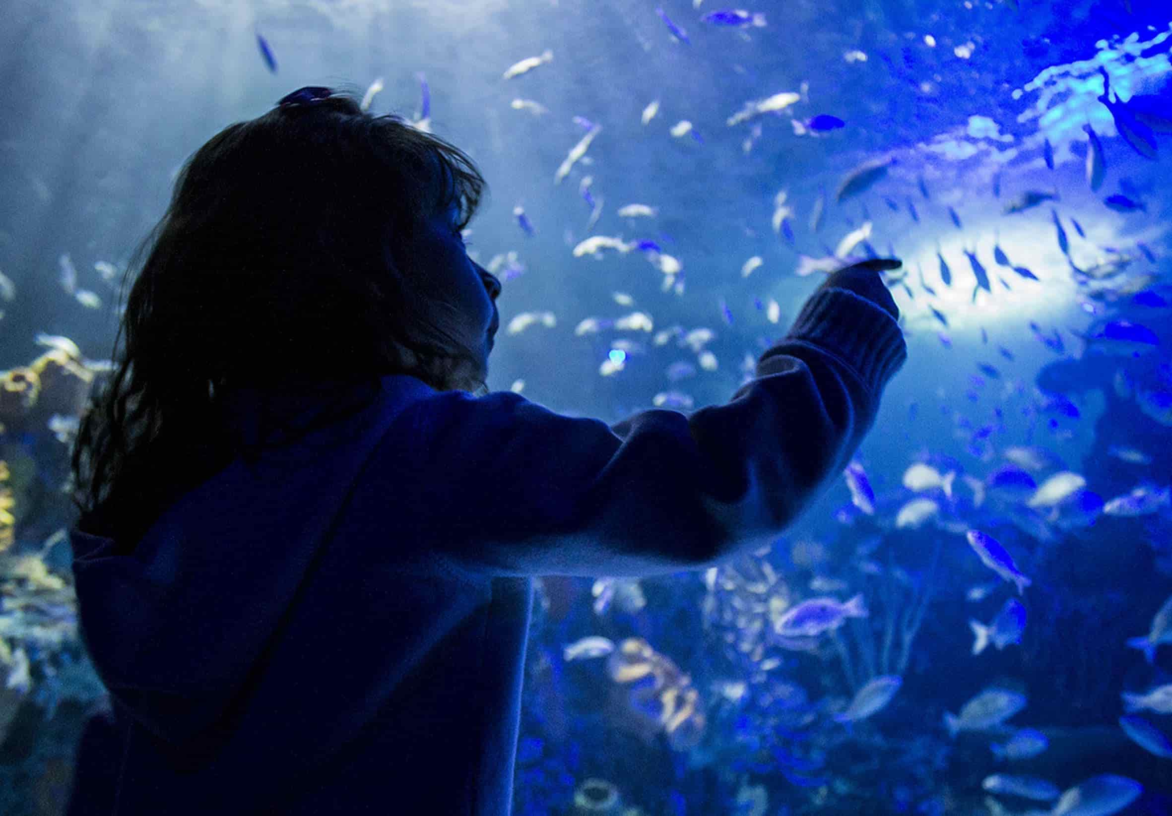 Tiembla, Aquarium; en la CDMX habrá un nuevo mega acuario