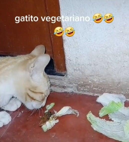 Gatito crece entre conejos y come lechugas con su ‘mamá’ adoptiva