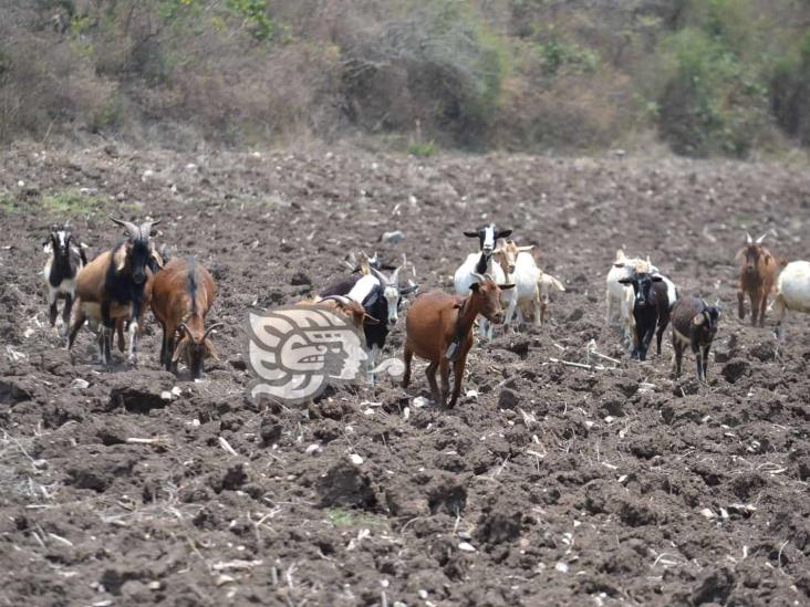 Pese a afectaciones por lluvias, no reportan problemas con el ganado en Zongolica