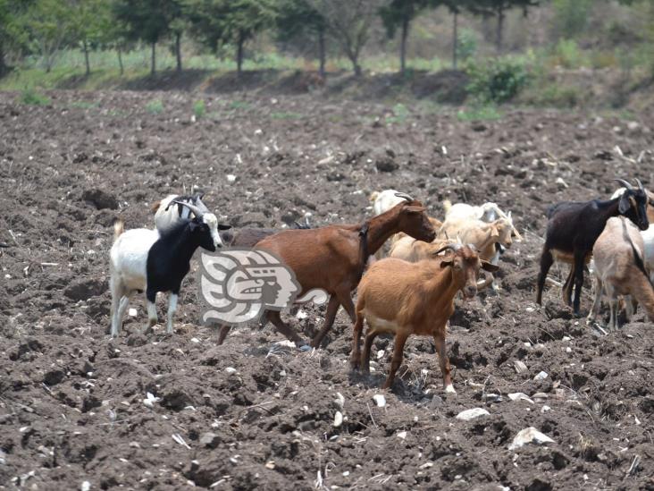 Pese a afectaciones por lluvias, no reportan problemas con el ganado en Zongolica