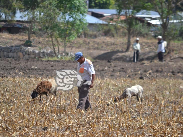 Pese a afectaciones por lluvias, no reportan problemas con el ganado en Zongolica