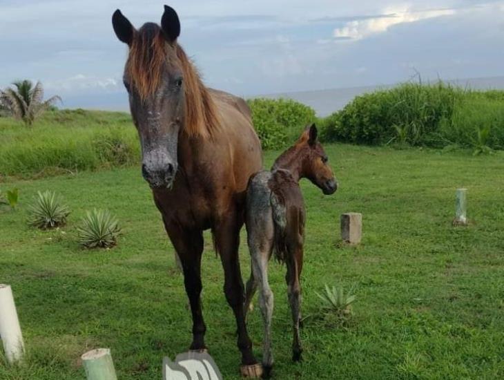 Rescatan a caballo que quedó dentro de un drenaje en villa Allende 