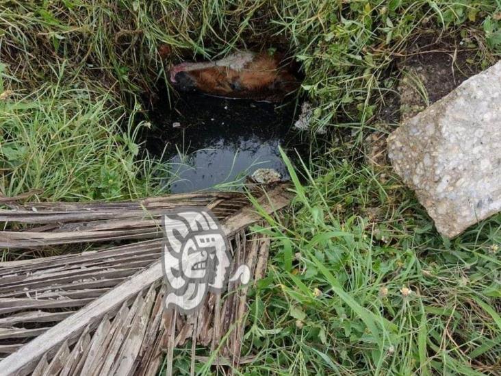 Rescatan a caballo que quedó dentro de un drenaje en villa Allende 