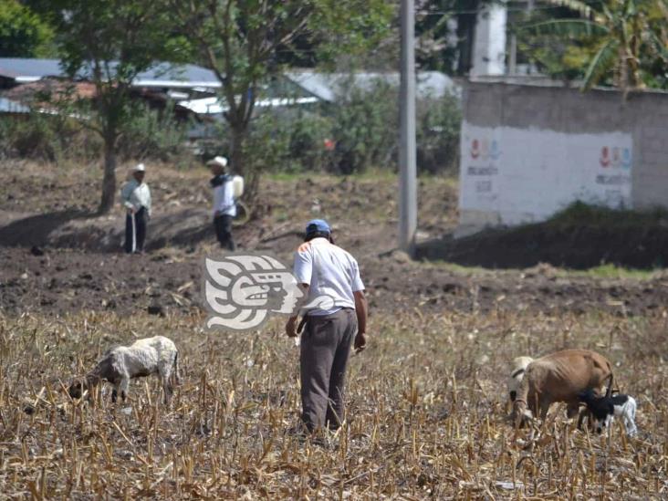 Pese a afectaciones por lluvias, no reportan problemas con el ganado en Zongolica