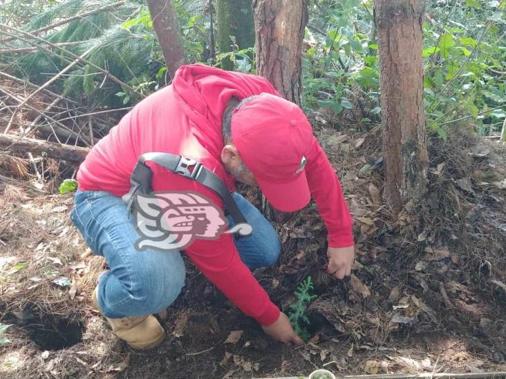 Realizan primera etapa de reforestación en Nogales