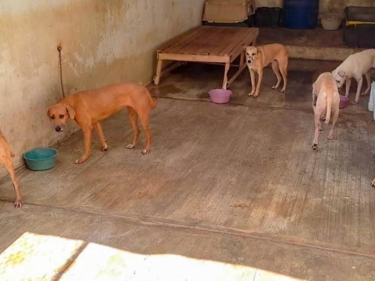 Ayuntamiento de Coatzacoalcos trabaja a favor del Centro de Control Animal