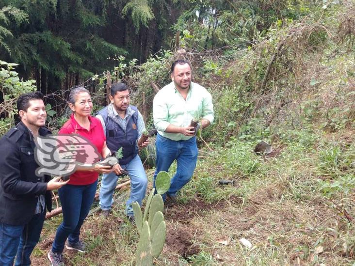 Realizan primera etapa de reforestación en Nogales