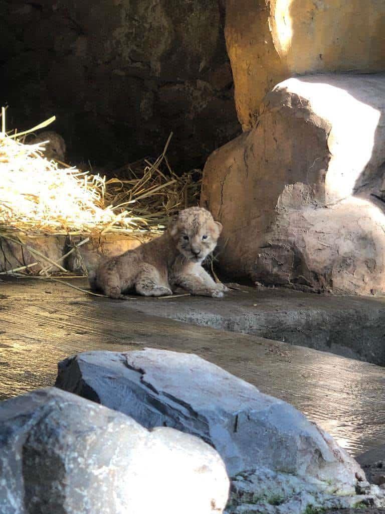 ¡En Orizaba! Nacen dos crías de león, son resguardadas por UMA Citlaltépetl