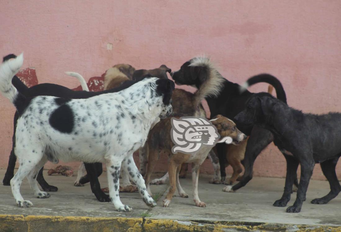 Se están incrementando casos de maltrato animal en Las Choapas