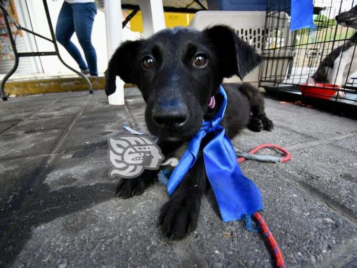 Con protesta y colecta, exigen frenar envenenamiento de mascotas, en Emiliano Zapata