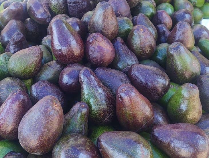 Aguacate Mixtequilla, opción económica para los clientes de Veracruz