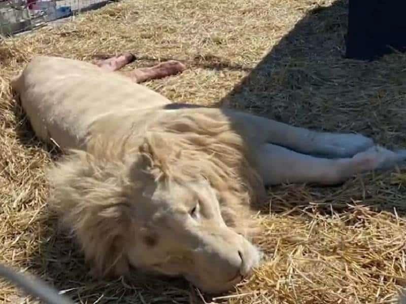 Profepa rescata a felinos en refugio de Tlalpan donde eran presuntamente maltratados