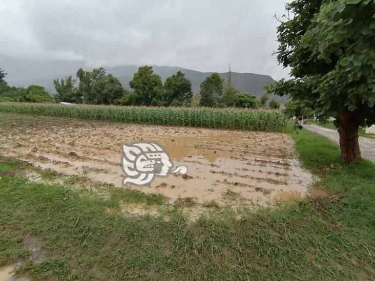 “En septiembre, serán visibles las afectaciones de cultivos por sequía y lluvias”