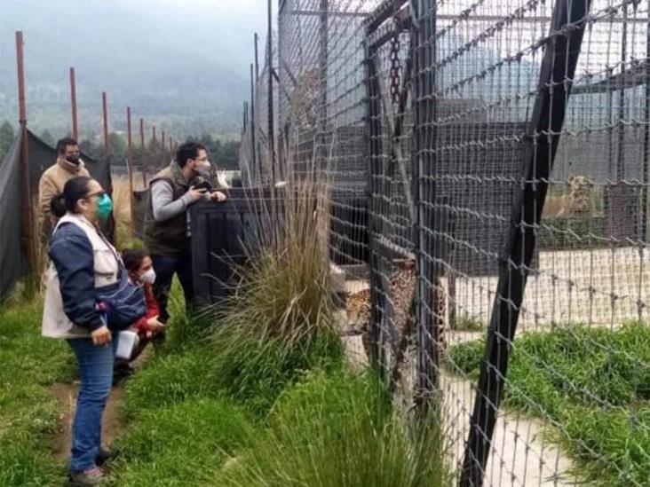 En Tlalpan, hallan más de 190 felinos en condiciones de maltrato; Profepa interviene