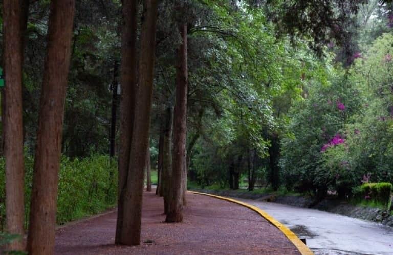 Realizarán Festival de Luciérnagas México 2022 en el bosque de Tlalpan