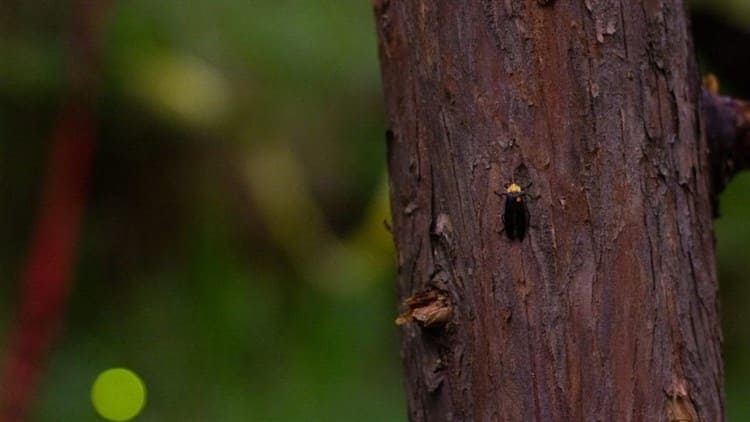 Realizarán Festival de Luciérnagas México 2022 en el bosque de Tlalpan