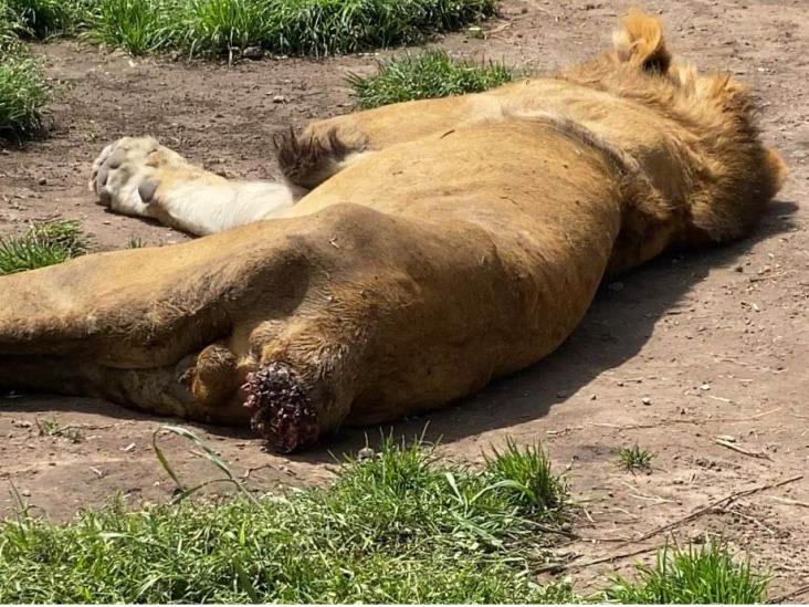 En Tlalpan, hallan más de 190 felinos en condiciones de maltrato; Profepa interviene