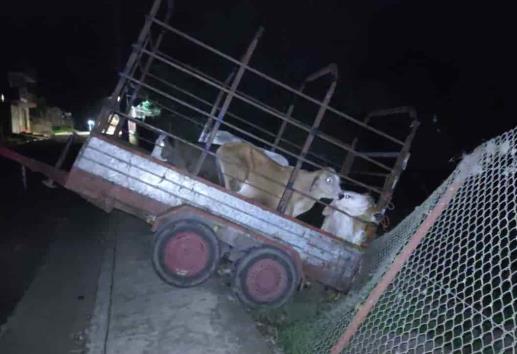 Conductor choca camioneta contra malla y abandona remolque con ganado