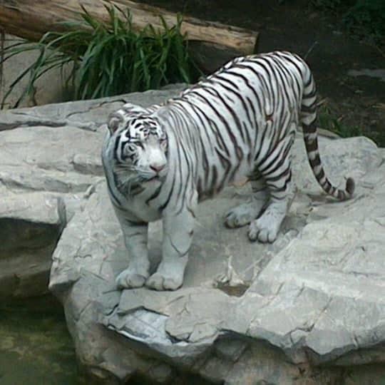 Zoológico de Chapultepec recibirá 8 felinos de la Asociación Jaguar Negro