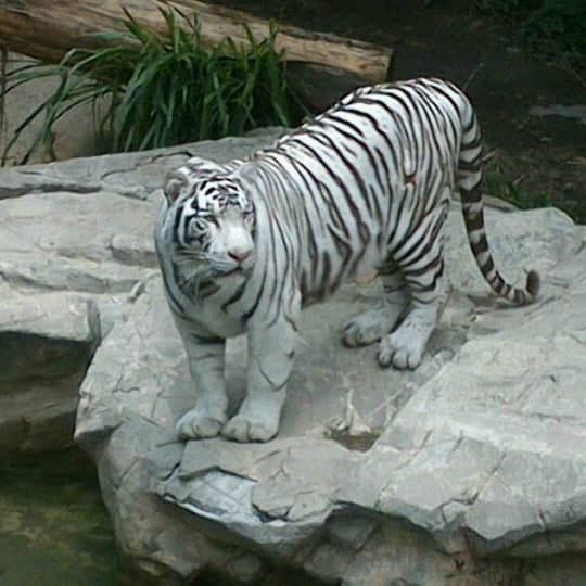 Zoológico de Chapultepec recibirá 8 felinos de la Asociación Jaguar Negro