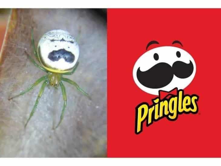¿Se parece? Buscan renombrar a este arácnido como ‘Araña Pringles’