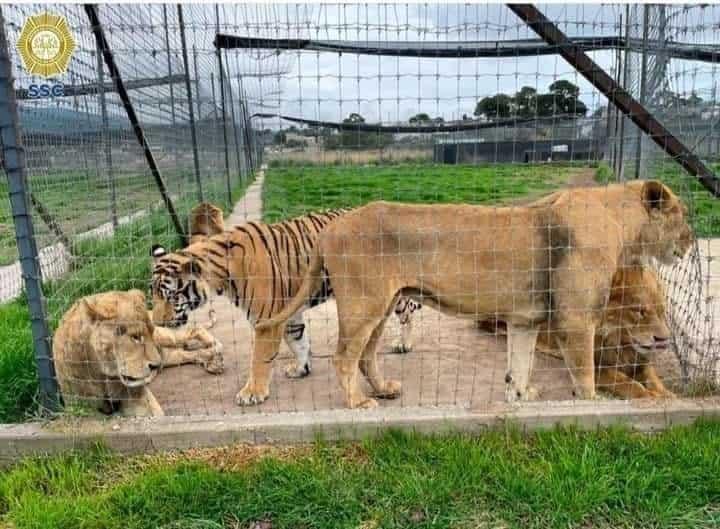 Van 100 felinos reubicados del refugio Black Jaguar-White Tiger