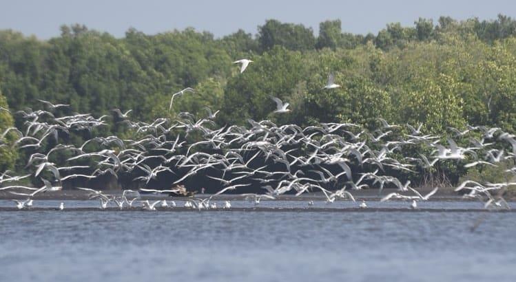 Disfruta de espectaculares manglares en el Festival de las Aves en Actopan