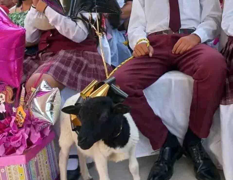 Joven de Coahuila recibió un borrego como regalo de graduación