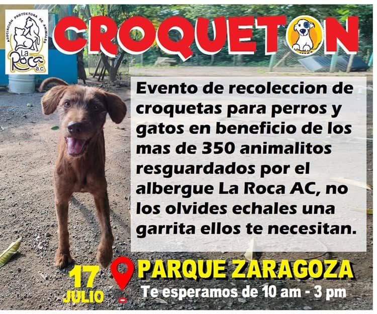 ¡Entérate! Habrá croquetón en Veracruz para ayudar a perros y gatos de La Roca A.C